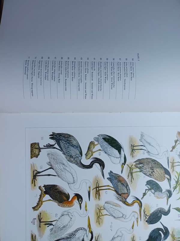 The Paintings of Norman Lighton for Roberts Birds of South Africa / A V Bird