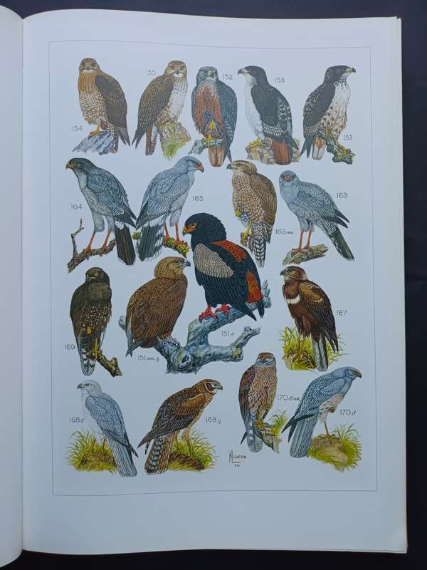 The Paintings of Norman Lighton for Roberts Birds of South Africa / A V Bird