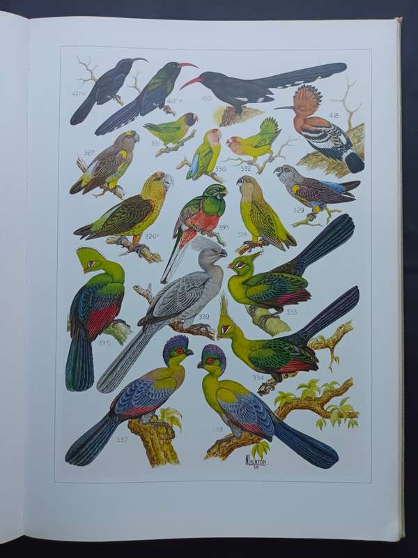 The Paintings of Norman Lighton for Roberts Birds of South Africa / A V Bird