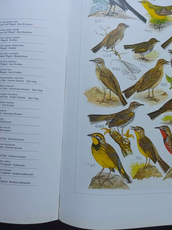 The Paintings of Norman Lighton for Roberts Birds of South Africa / A V Bird