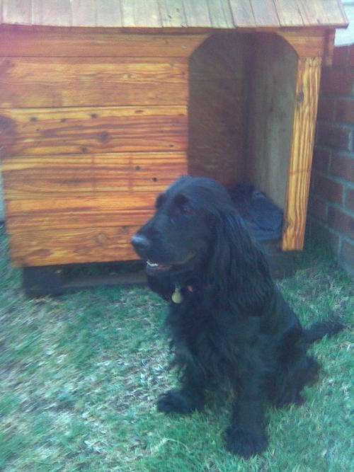 KENNEL WOODEN