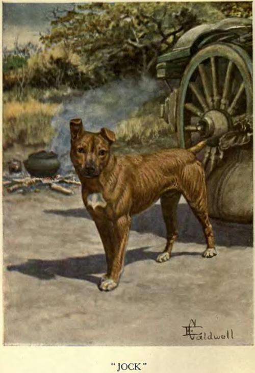 Jock of the Bushveld (eBook)