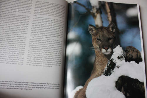 Kingdom of Might: The World`s Big Cats by Tom Brakefield