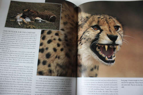 Kingdom of Might: The World`s Big Cats by Tom Brakefield