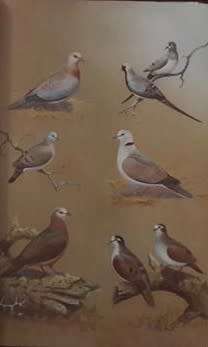 The Doves, Parrots, Louries and Cuckoos of Southern Africa - M.K. Rowan