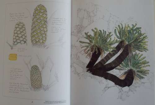Cycads of Africa - Douglas Goode