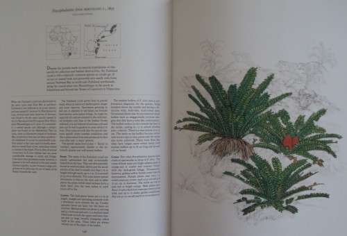 Cycads of Africa - Douglas Goode