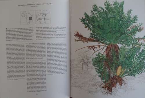 Cycads of Africa - Douglas Goode