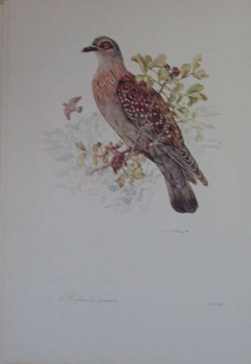 Dick Findlay | Allan Bird ¿ Folio of 12 Superb Prints of South African Birds ¿ First Printing - 1959