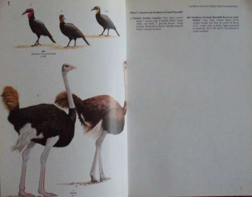 Field Companion to Roberts' Birds of Southern Africa - Gordon Lindsay Maclean