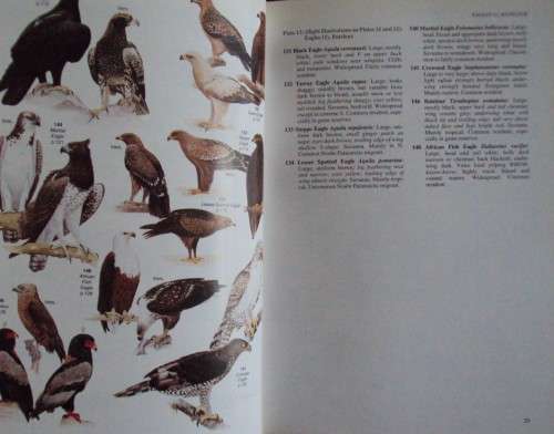 Field Companion to Roberts' Birds of Southern Africa - Gordon Lindsay Maclean