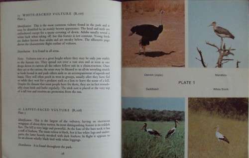 Hwange | Wankie Birds: Peter Steyn