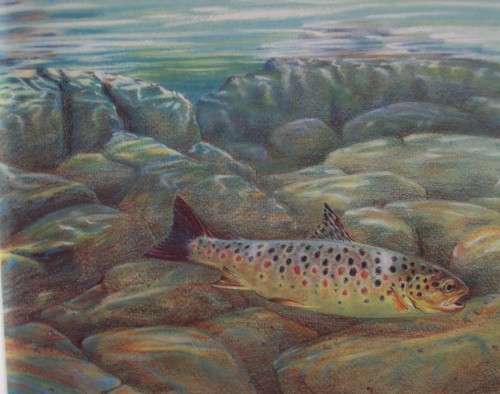 The Wild Trout - The Natural History of an Endangered Fish: Rob Sutterby Malcolm Greenhalgh