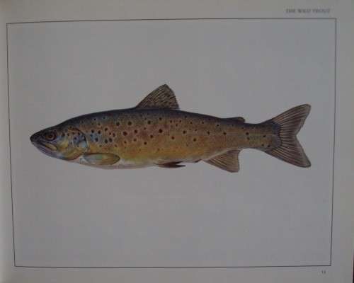 The Wild Trout - The Natural History of an Endangered Fish: Rob Sutterby Malcolm Greenhalgh
