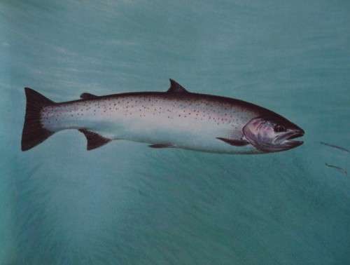 The Wild Trout - The Natural History of an Endangered Fish: Rob Sutterby Malcolm Greenhalgh