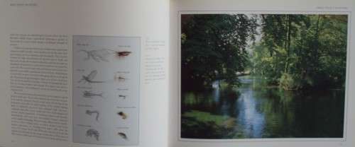 The Wild Trout - The Natural History of an Endangered Fish: Rob Sutterby Malcolm Greenhalgh