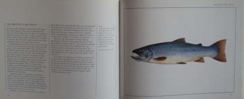 The Wild Trout - The Natural History of an Endangered Fish: Rob Sutterby Malcolm Greenhalgh