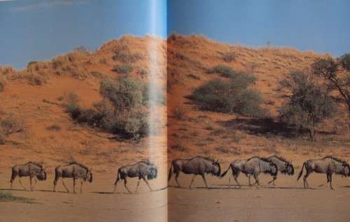 The Kalahari Survival in a Thirstland Wilderness Nigel Dennis | Michael Knight | Peter Joyce