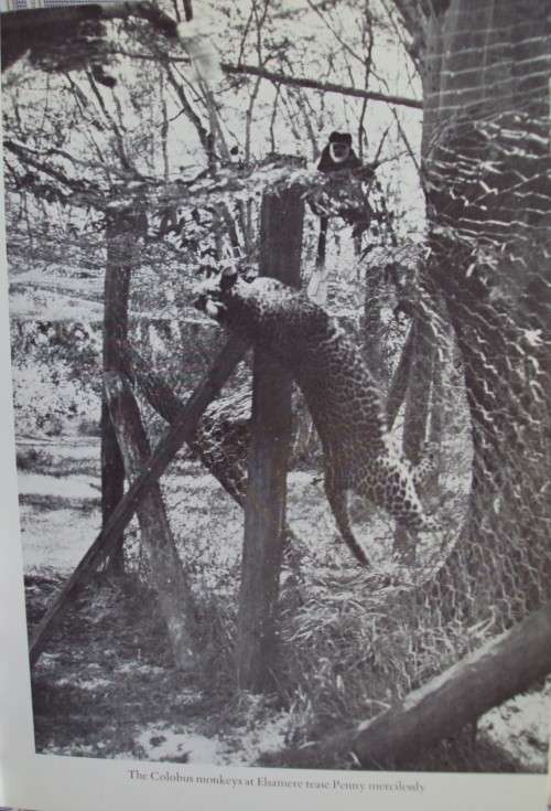 Queen of Shaba The Story of an African Leopard - Joy Adamson