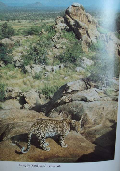 Queen of Shaba The Story of an African Leopard - Joy Adamson