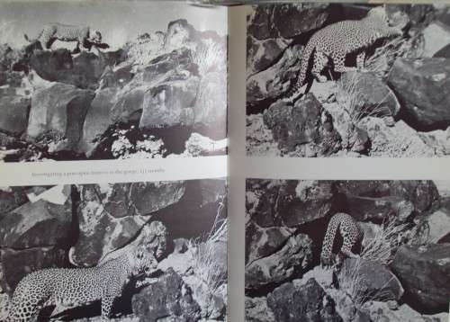 Queen of Shaba The Story of an African Leopard - Joy Adamson