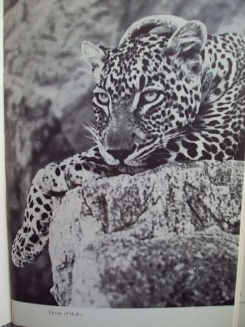 Queen of Shaba The Story of an African Leopard - Joy Adamson