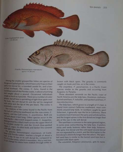 The Fresh and Salt Water Fishes of the World -  Edward C. Migdalski and George S. Fichter