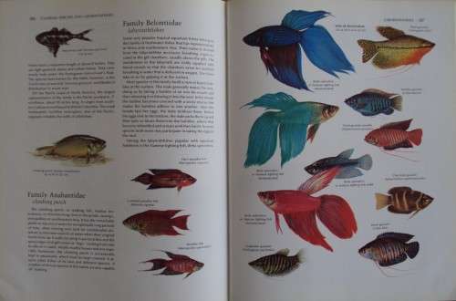 The Fresh and Salt Water Fishes of the World -  Edward C. Migdalski and George S. Fichter