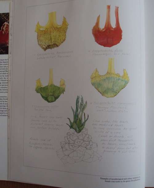Cycads  of Africa Douglas Goode