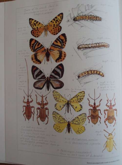 Cycads  of Africa Douglas Goode