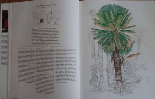 Cycads  of Africa Douglas Goode