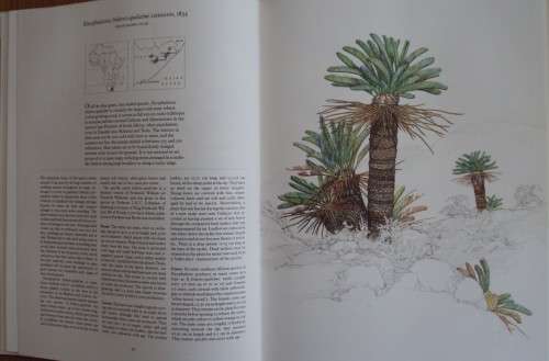 Cycads  of Africa Douglas Goode