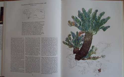 Cycads  of Africa Douglas Goode