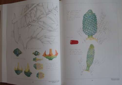 Cycads  of Africa Douglas Goode