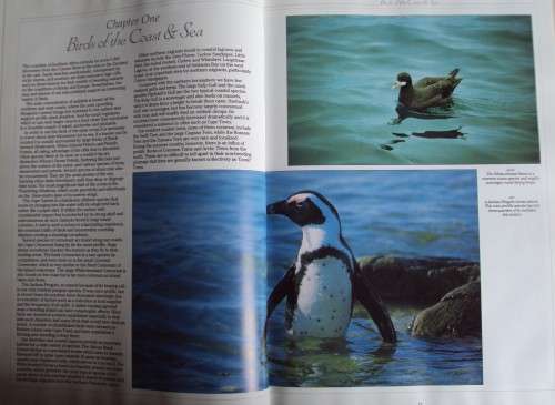 Birds of Southern Africa Peter Steyn