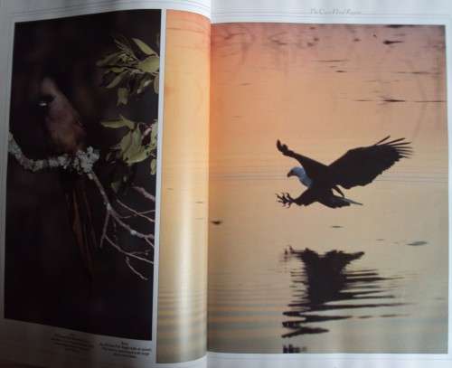Birds of Southern Africa Peter Steyn