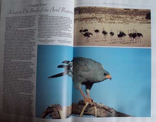 Birds of Southern Africa Peter Steyn