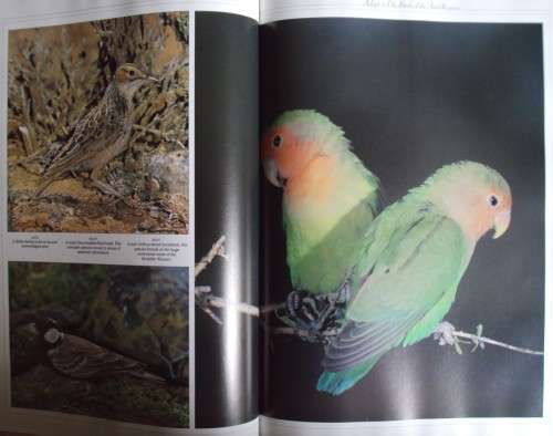 Birds of Southern Africa Peter Steyn