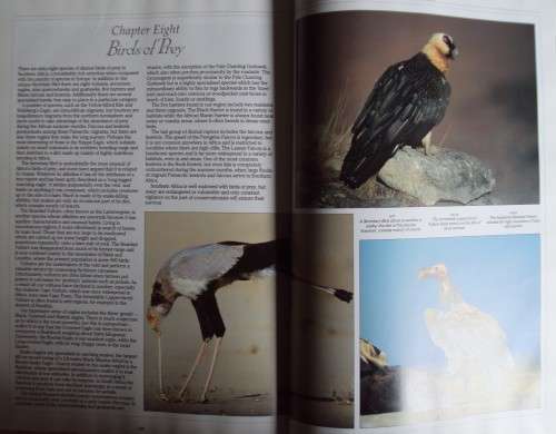 Birds of Southern Africa Peter Steyn