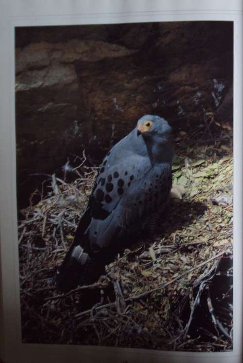 Birds of Southern Africa Peter Steyn