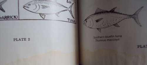 Strike! Handbook of Coastal & Offshore Angling in South Africa S Schoeman