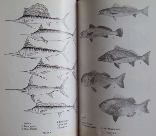 Strike! Handbook of Coastal & Offshore Angling in South Africa S Schoeman
