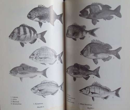 Strike! Handbook of Coastal & Offshore Angling in South Africa S Schoeman