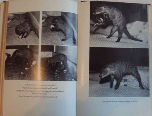 Sauce for the Mongoose Bruce Kinloch