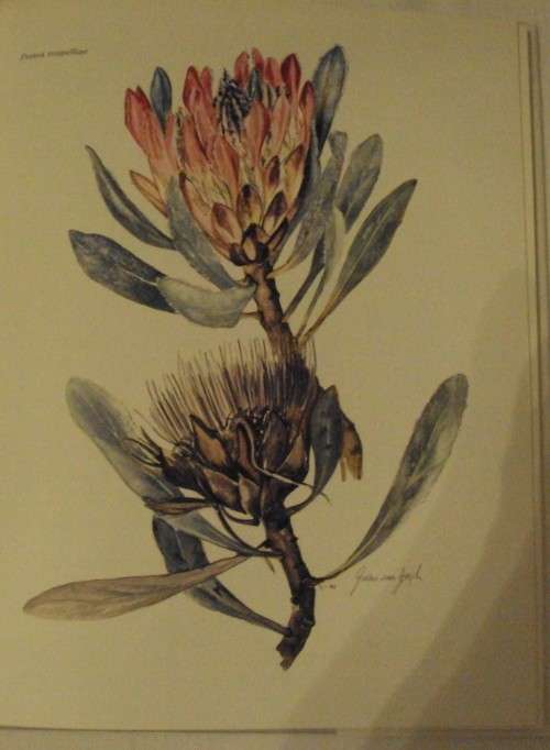 Trees & Shrubs of the Witwatersrand Magaliesberg & Pilanesberg Joan Van Goch & John Anderson Signed