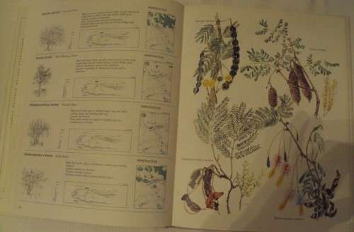 Trees & Shrubs of the Witwatersrand Magaliesberg & Pilanesberg Joan Van Goch & John Anderson Signed