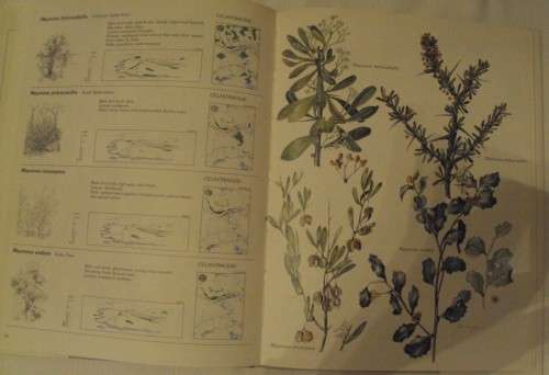 Trees & Shrubs of the Witwatersrand Magaliesberg & Pilanesberg Joan Van Goch & John Anderson Signed