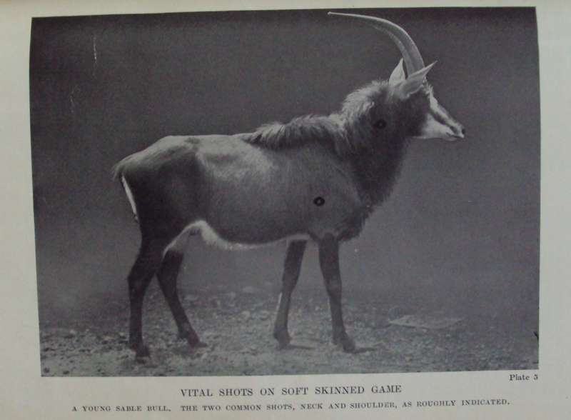 Big Game Shooting in Africa  Major H C Maydon  Editor.