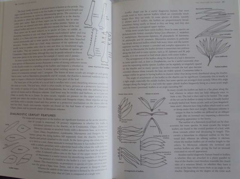Cycads of the World Ancient Plants in Todays World David L Jones