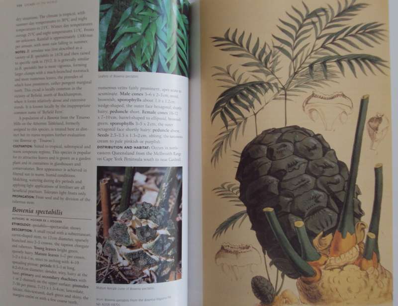 Cycads of the World Ancient Plants in Todays World David L Jones